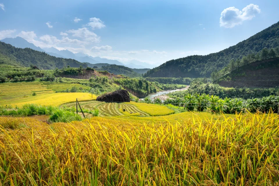 Kho gạo của Ngô Văn Tý